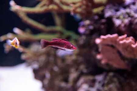 深红色 Cirrilabrus sailfin 仙女濑鱼