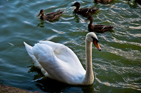 白天鹅在平静的湖水中轻轻游动
