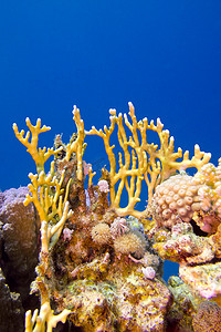 埃及红海底部有硬珊瑚和火珊瑚的珊瑚礁 — 水下照片