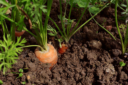 三根胡萝卜长在地里