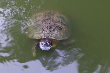 海龟，海龟漂浮在水面上游动，淡水龟（选择性焦点）