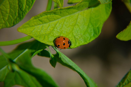 昆虫绿叶摄影照片_绿叶和背景上的瓢虫