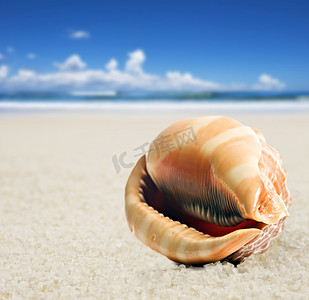 沙滩上美丽形状完美的贝壳