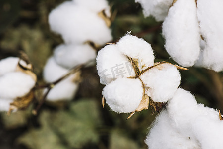 澳大利亚摄影照片_乡村的棉花田。