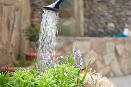 在花园里用水罐浇花