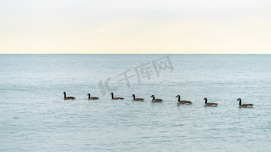 一群加拿大鹅在芝加哥密歇根湖湛蓝的水面上单列游动。
