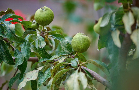 夏季花园中成熟的有机品种绿梨。