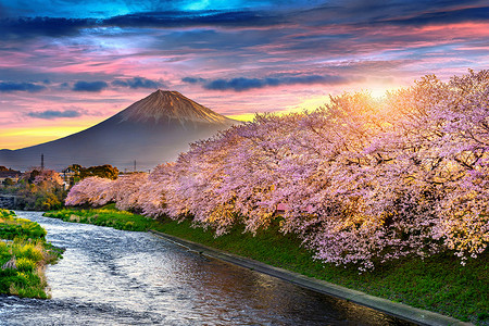 樱花和富士山在春天日出，日本静冈。