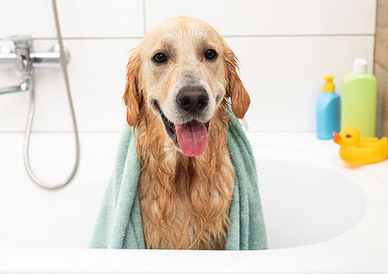 洗完澡后在浴缸里的金毛狗