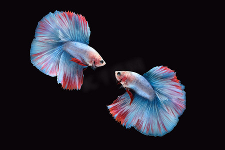 黑色背景中突显的蓝白红两条双尾灰斗暹罗斗鱼的侧视图