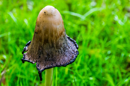 欧洲假发摄影照片_毛茸茸的鬃毛蘑菇的打开盖子的特写，来自欧洲和美洲的真菌物种