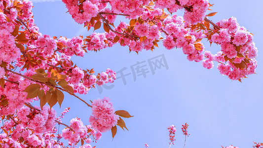春天花开了摄影照片_美丽的樱花树或樱桃树，在春天的蓝天上开着粉红色的花朵