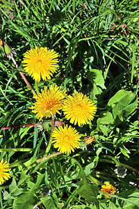 在 sp 期间，近距离观察绿色草地上的蒲公英花