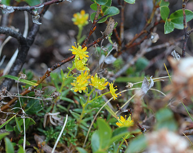 黄山夏天摄影照片_Saxifraga aizoides 花，又称黄山虎耳草或黄虎耳草