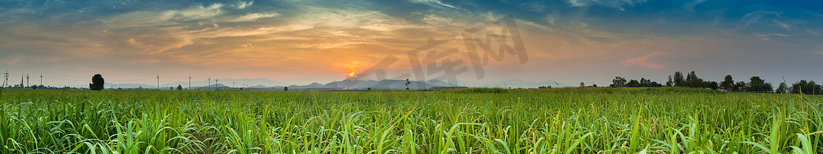 田野农民摄影照片_绿色田野玉米农场上方的日落