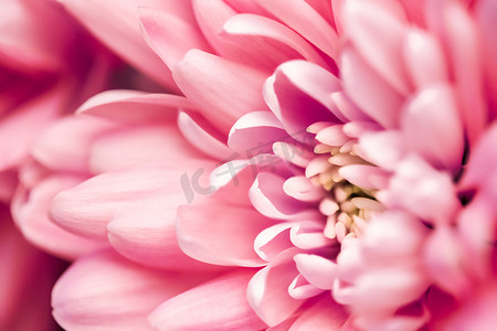 盛开的珊瑚雏菊花瓣、抽象花卉艺术背景、春天大自然的花朵香水香味、婚礼、奢华美容品牌假日设计