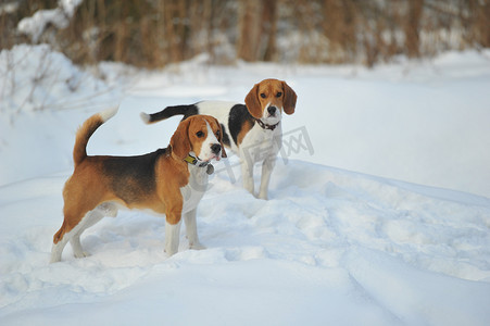 比格犬的狗在冬天的户外雪地里玩耍