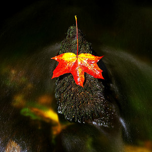水晕摄影照片_明亮的红色橙色秋天枫叶落在水中。