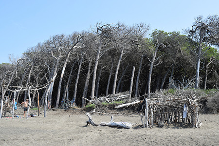 海边松树摄影照片_海边的松树和松林、Marina di Cecina 的海滩和大海、Maremma、托斯卡纳、意大利、欧洲