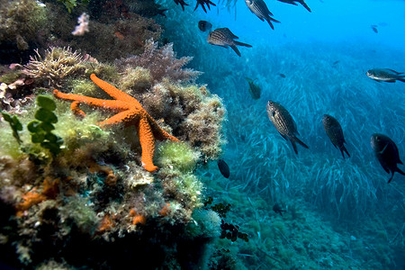 地中海红海之星，Cabo Cope Puntas del Calnegre 自然公园，西班牙