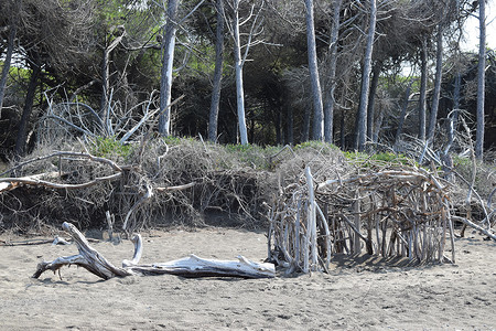 海边的松树和松林海滩上的木结构建筑，Marina di Cecina 的海滩和大海，Maremma，托斯卡纳，意大利，欧洲