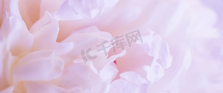 柔和的焦点，抽象的花卉背景，淡粉色的牡丹花瓣