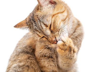 洗眼睛摄影照片_虎斑猫闭着眼睛洗爪子。
