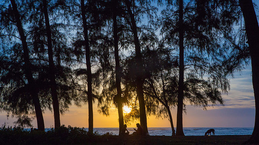 夕阳的剪影，松树，海边的夕阳。