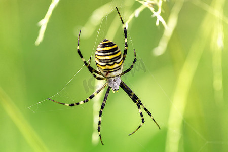 条纹蜘蛛摄影照片_网络上的 Argiope bruennichi（黄蜂蜘蛛）