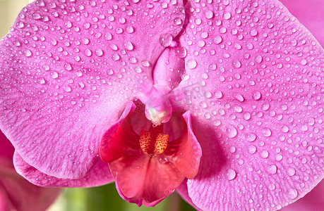 雅致情调摄影照片_盛开的蝴蝶兰花，花瓣上有水滴，特写