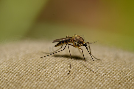 蚊子通过材料吸血