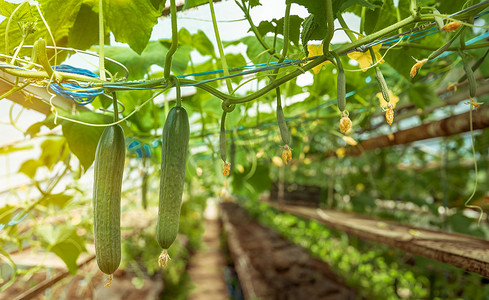 产品摄影照片_温室里种植的黄瓜，健康蔬菜，无农药，有机产品。