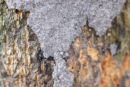 白蚁咬木板并形成具有散焦模糊背景的水泥土丘
