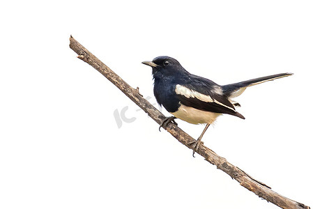 喜鹊摄影照片_东方喜鹊知更鸟 (Copsychus saularis) 在白色背景的树枝上的图像。