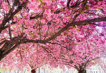 春天有粉红色花朵的美丽樱花或樱桃树