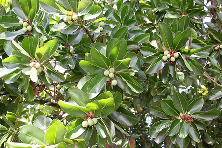 澳洲坚果树摄影照片_澳洲坚果树