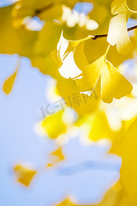 设计理念-美丽的黄色银杏树，银杏树叶在秋季阳光明媚的日子里阳光明媚，特写，散景，模糊的背景。