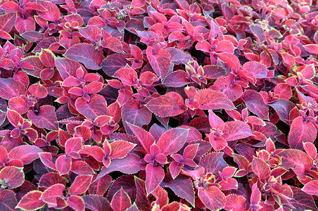 多年生植物锦紫苏、 plectranthus scutellarioides 的鲜红色叶子。