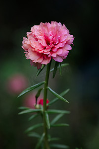 花园中美丽的粉红色花朵的形象。、普通马齿苋、Verdolaga、猪草、小猪草或 Pusley