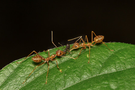 红蚂蚁（Oecophylla smaragdina）在绿叶上的图像。