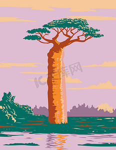Grandidier 的猴面包树或 Adansonia Grandidieri 是马达加斯加最大和最著名的猴面包树 WPA 海报艺术