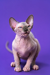 炫酷蓝紫色摄影照片_年轻的加拿大斯芬克斯猫的肖像，蓝色貂皮和白色坐在紫色背景上