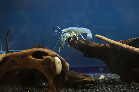 蓝色小龙虾摄影照片_优雅站立的蓝色小龙虾
