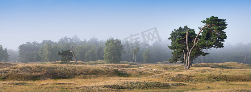 荷兰乌得勒支省 Zeist 和 Driebergen 之间荒原上蓝天下的松树