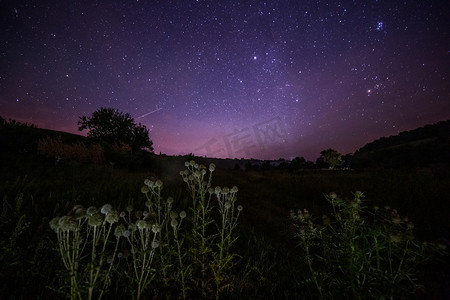 繁星点点的夏夜背景中的蓟穗球