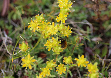 Saxifraga aizoides 花，又称黄山虎耳草或黄虎耳草