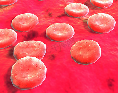 红细胞在静脉中游动