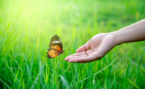 蝴蝶在飞舞摄影照片_郁郁葱葱的草地上，一只蝴蝶在一个女人的手上飞舞。