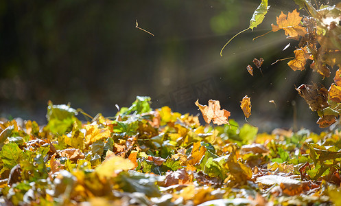 黄色的落叶在秋天的公园里飞舞。