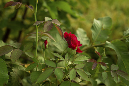 花园里色彩缤纷、美丽、精致的红玫瑰，美丽的红玫瑰花园